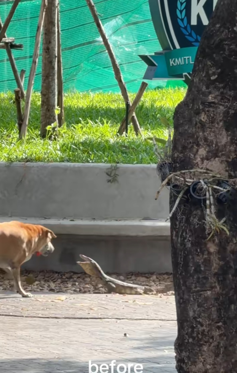 หมาไล่กัด