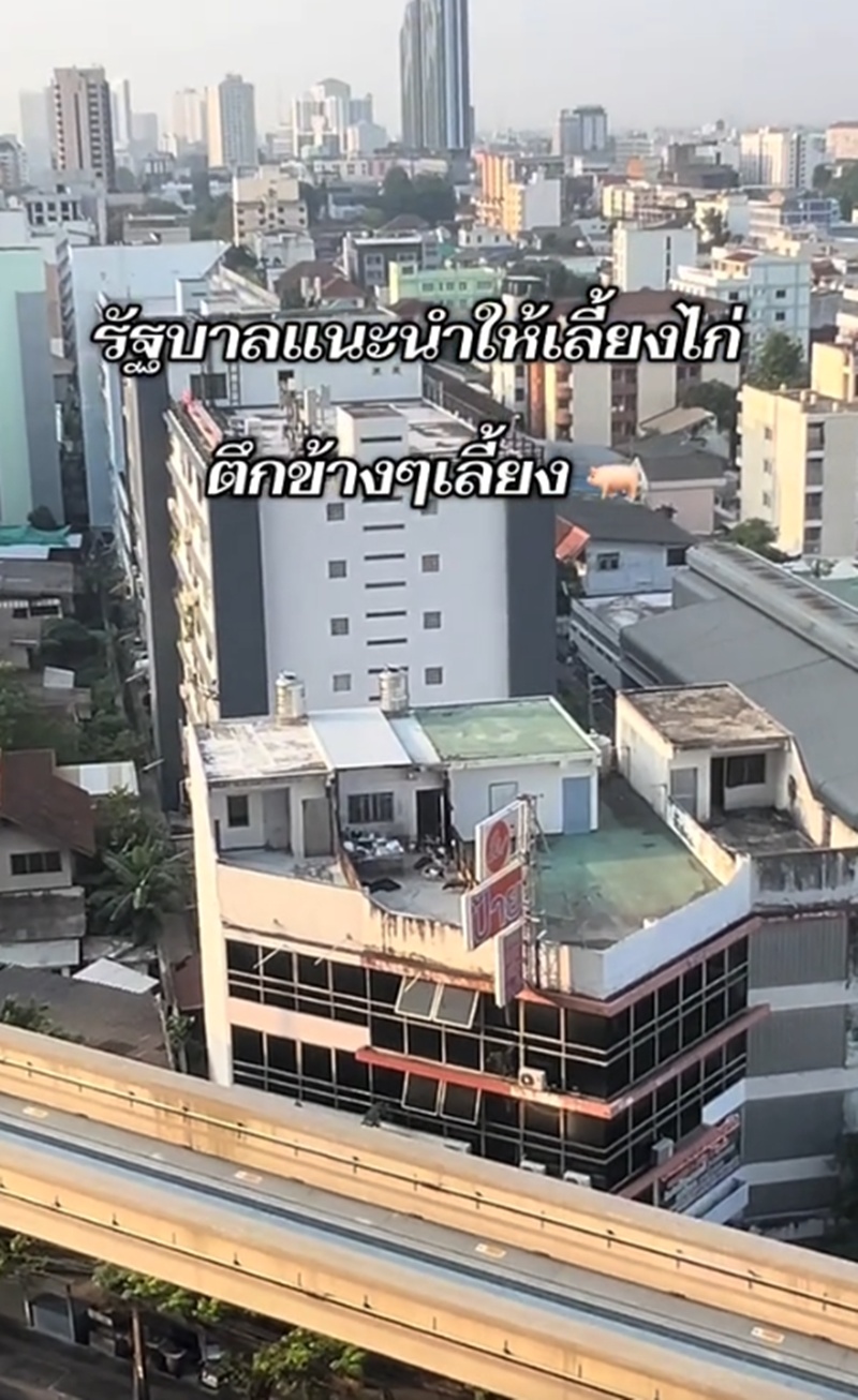 เลี้ยงหมู