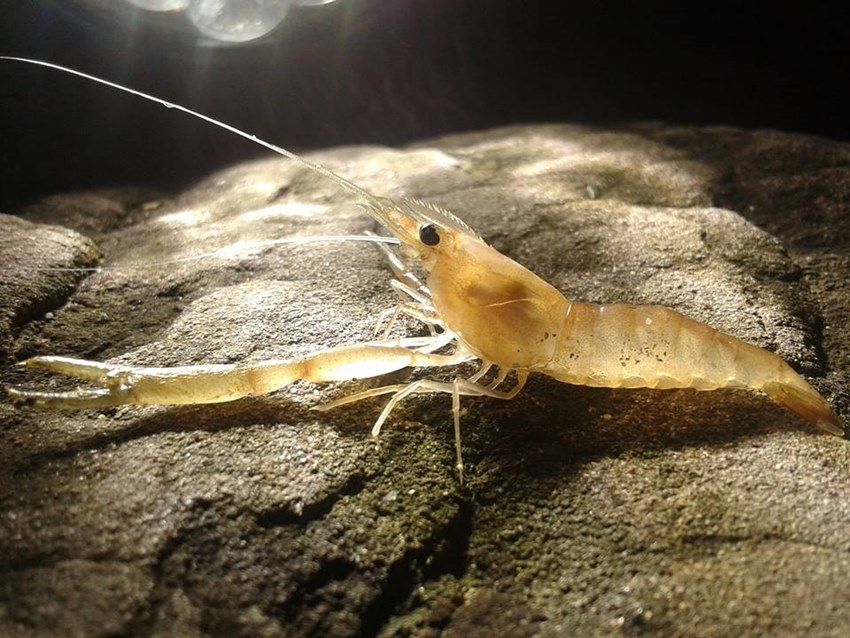 กุ้งเดินขบวน 2565