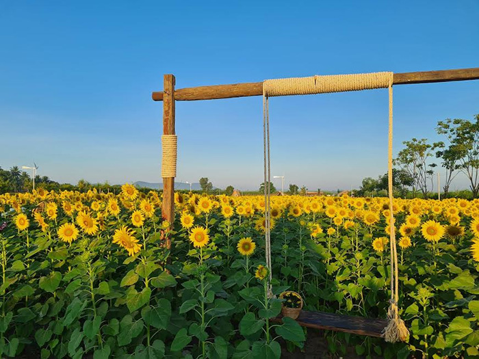 ทุ่งทานตะวัน กาญจนบุรี