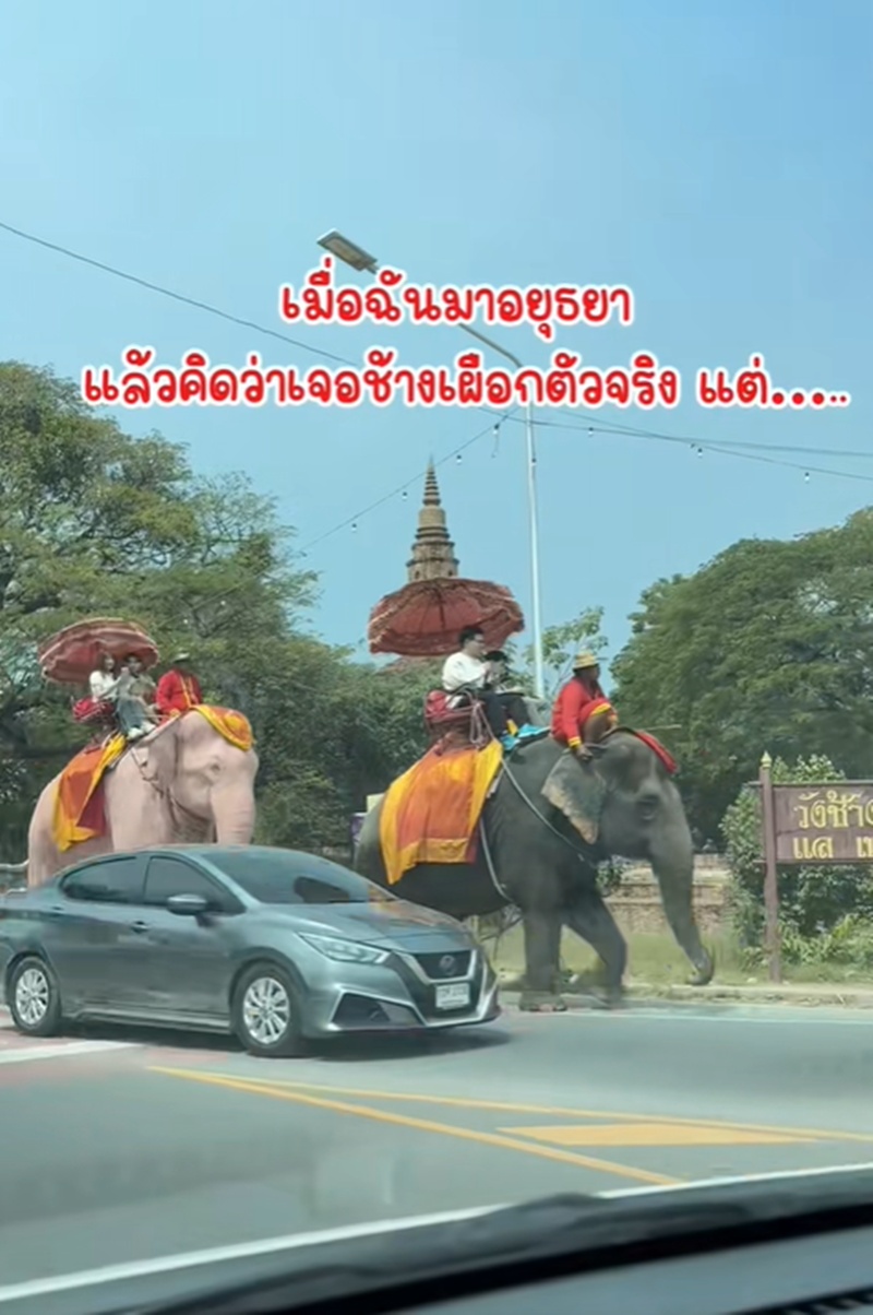 ช้างเผือก