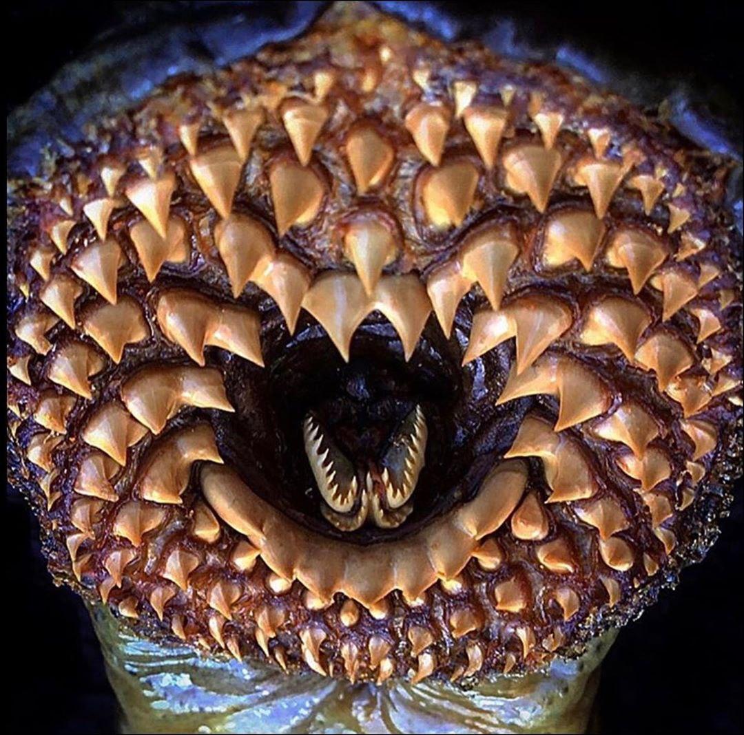 สัตว์ประหลาดใต้ทะเล