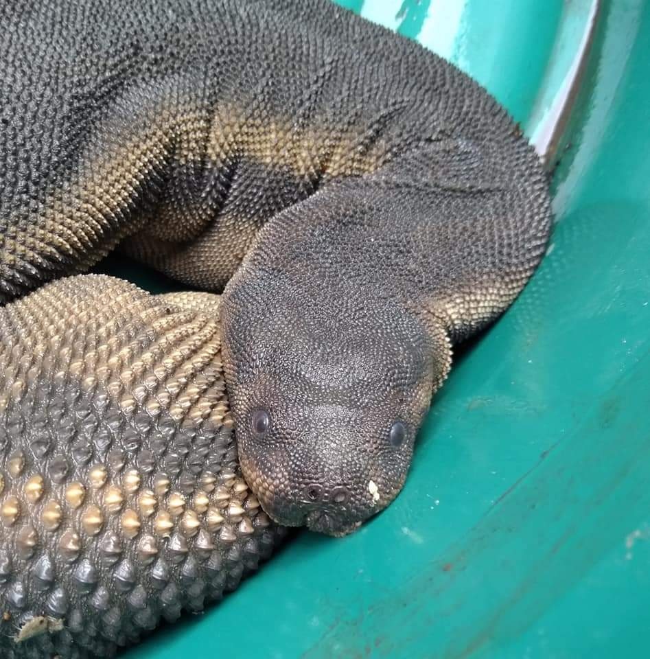 งูงวงช้าง