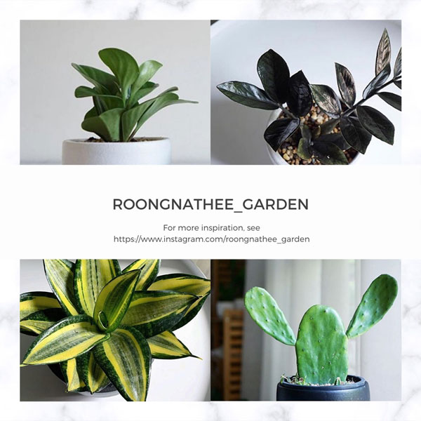 ร้านขายต้นไม้ออนไลน์