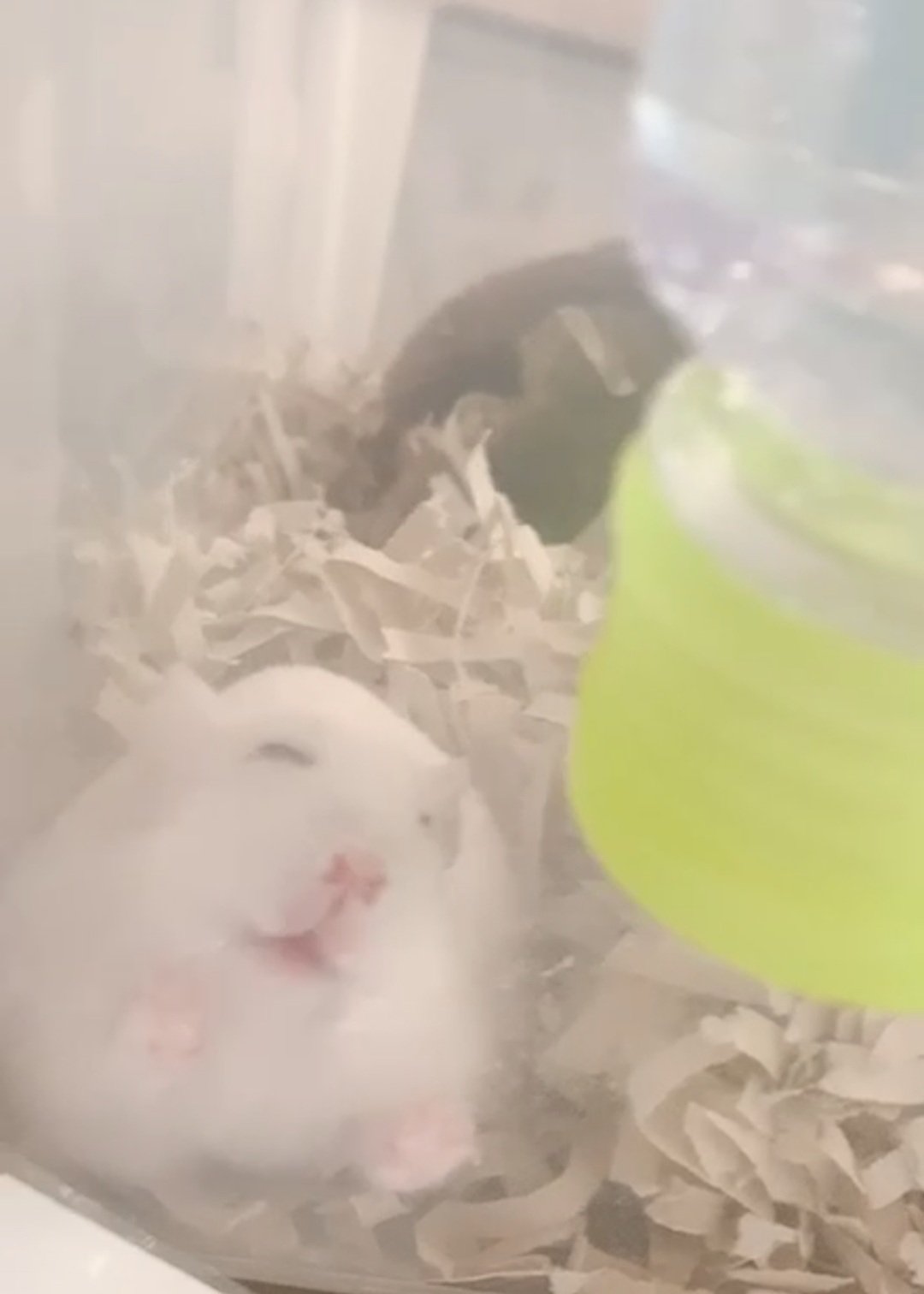 หนูแฮมสเตอร์