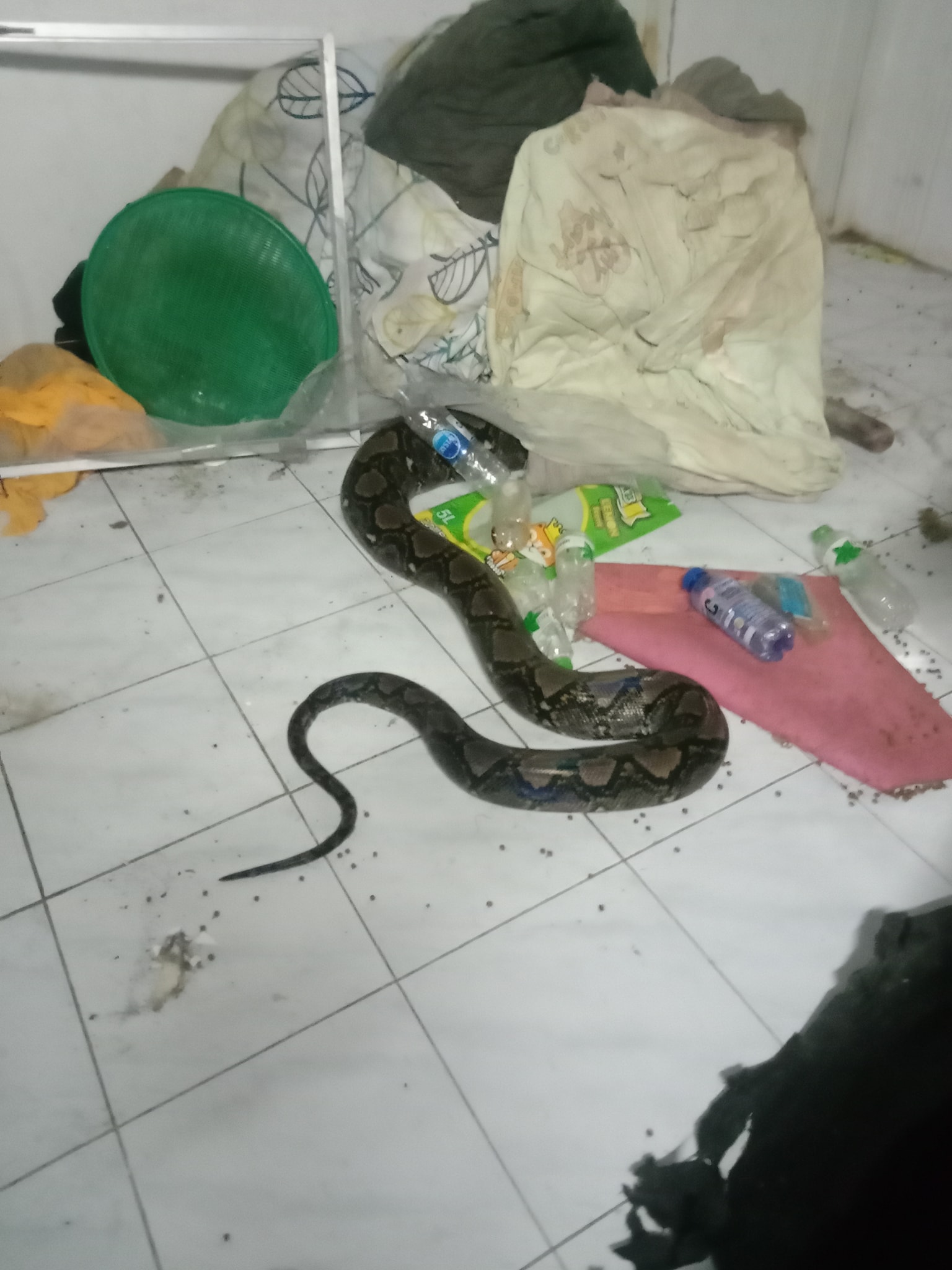 งูเหลือม