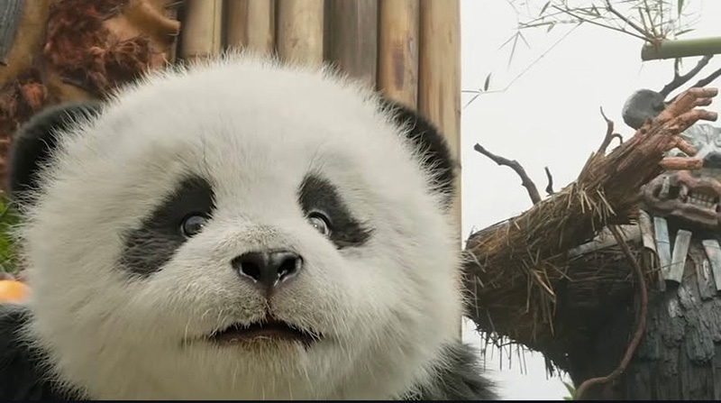 Panda Plan 2 The Magical Tribe แพนด้าเด้งยกกำลังฟัด หนังใหม่เฉินหลง หนังใหม่เมษายน 2026 หนังใหม่ 2026 ภาพตัวอย่าง