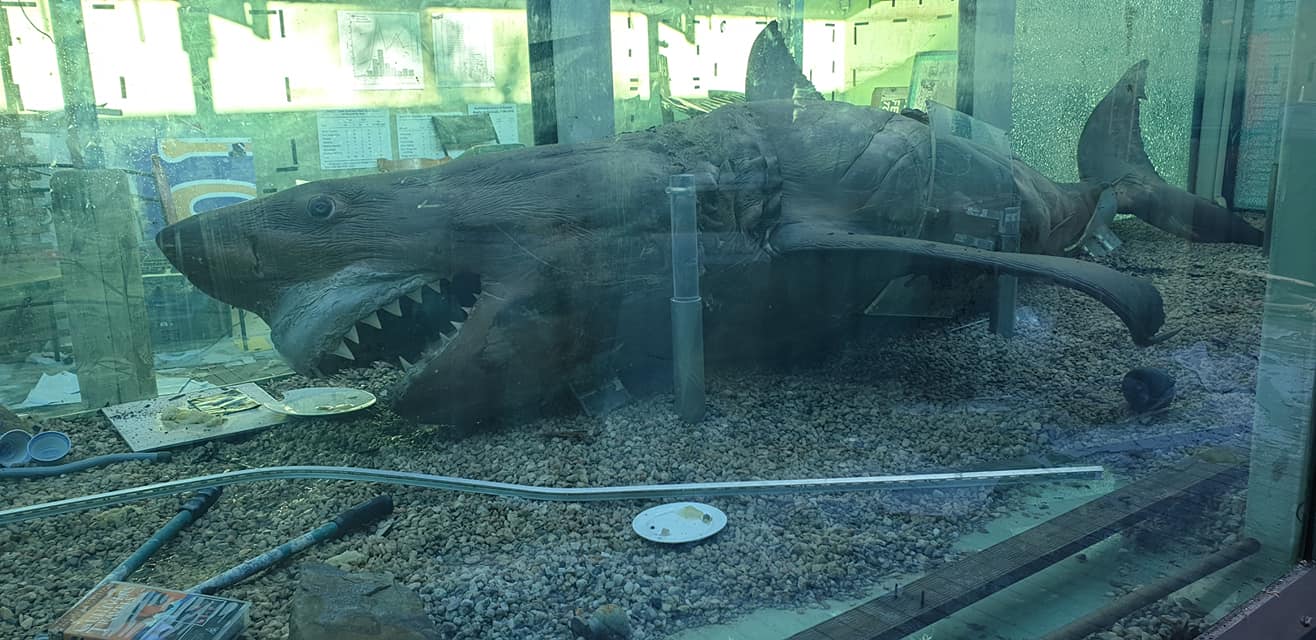 ซากฉลามขาวยักษ์