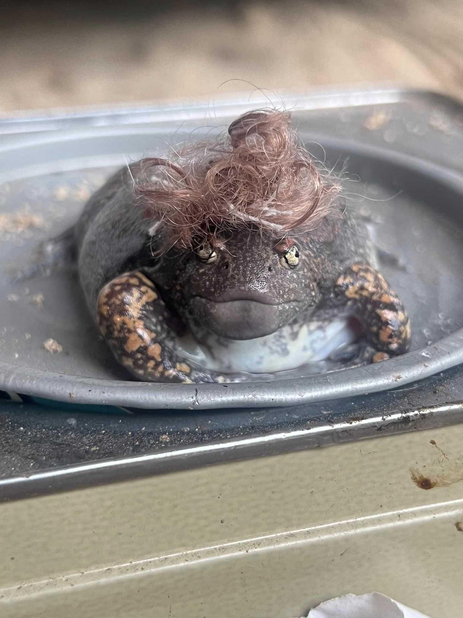 อึ่งอ่าง