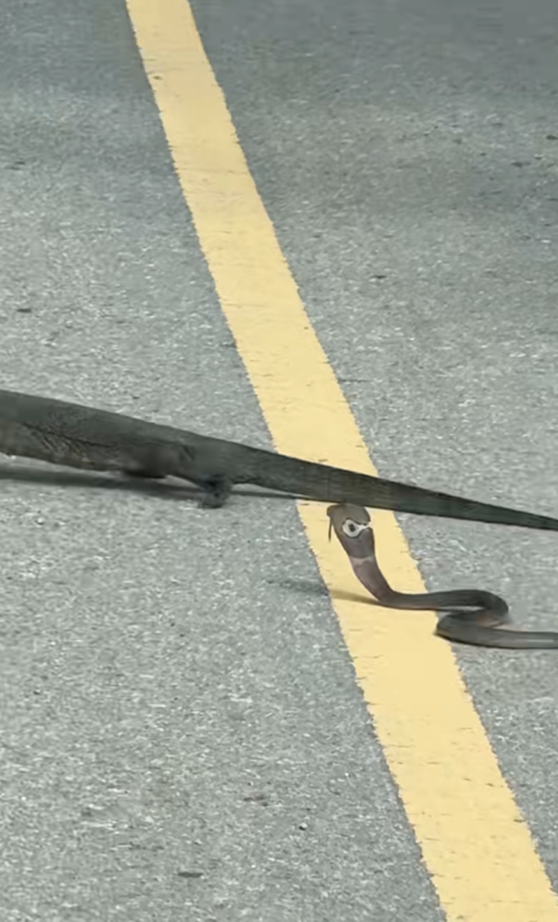 สัตว์สู้กัน