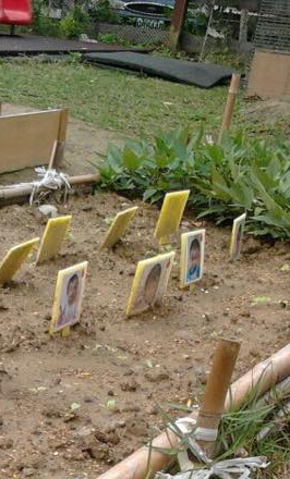 แปลงผัก