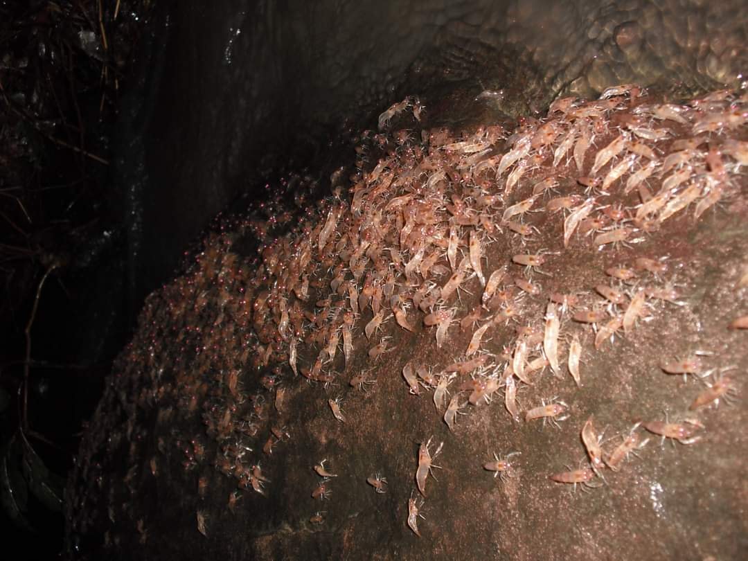 กุ้งเดินขบวน