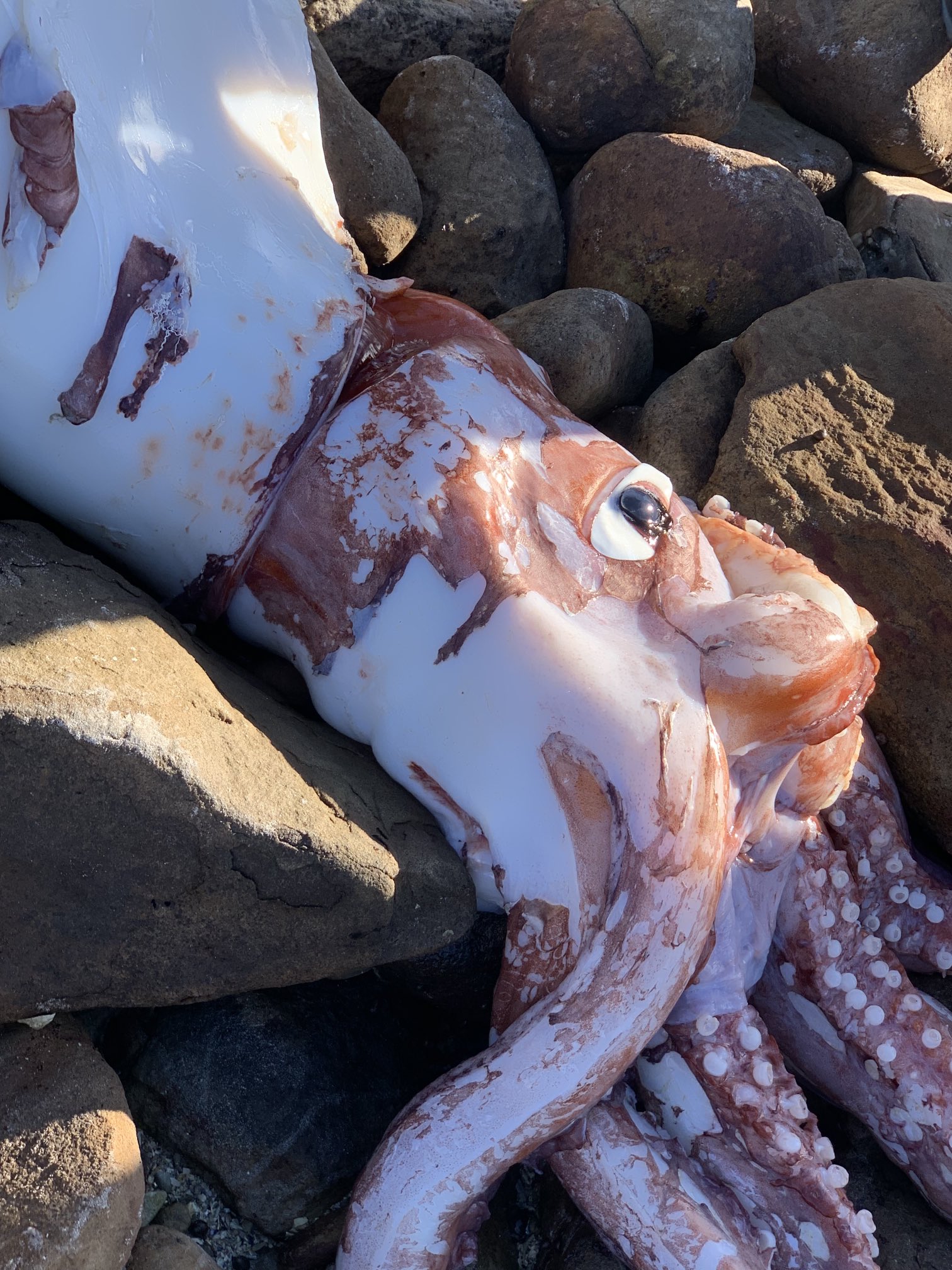 หมึกยักษ์