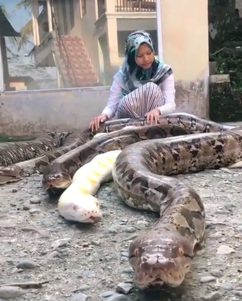 เลี้ยงงูเหลือม