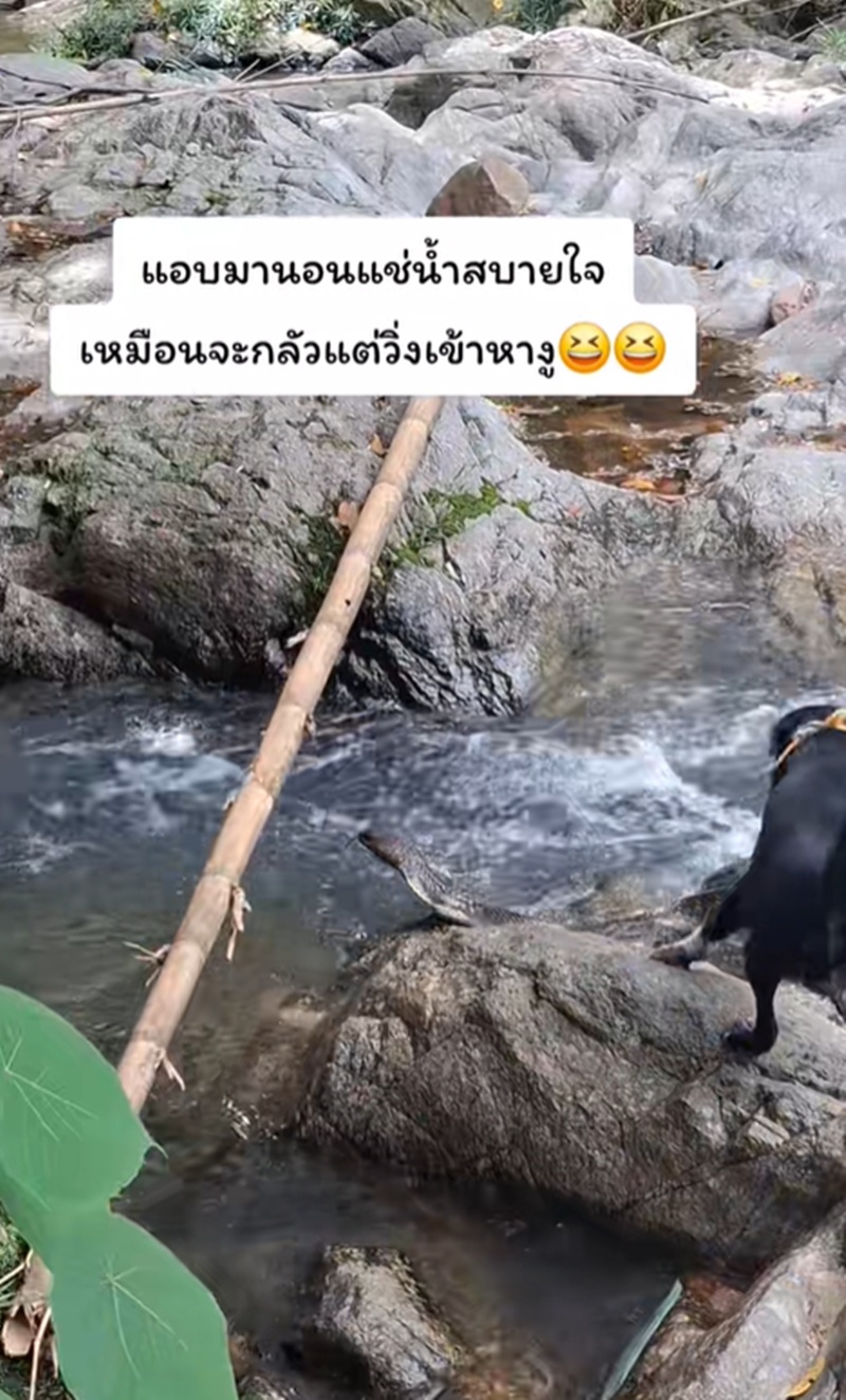 งูจงอาง