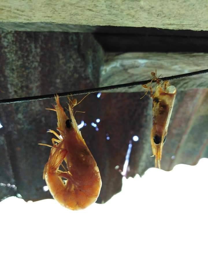 มดลากกุ้ง