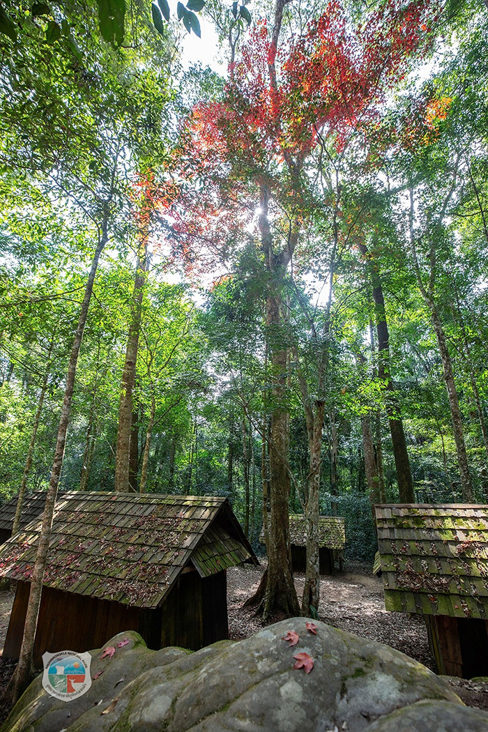 ใบเมเปิล ก่วมแดง 2568/2569 อุทยานแห่งชาติภูหินร่องกล้า