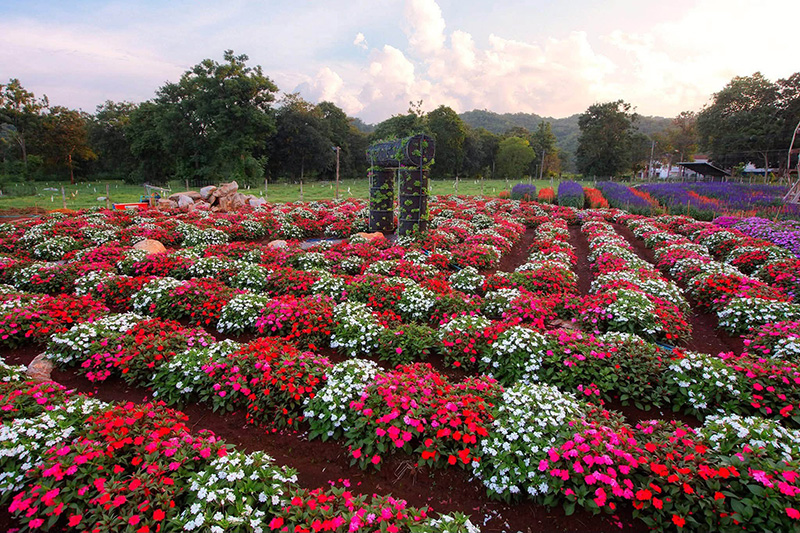 สวนดอกไม้เขาใหญ่ 2569