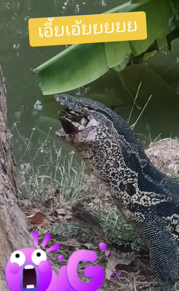 ตัวเงินตัวทอง