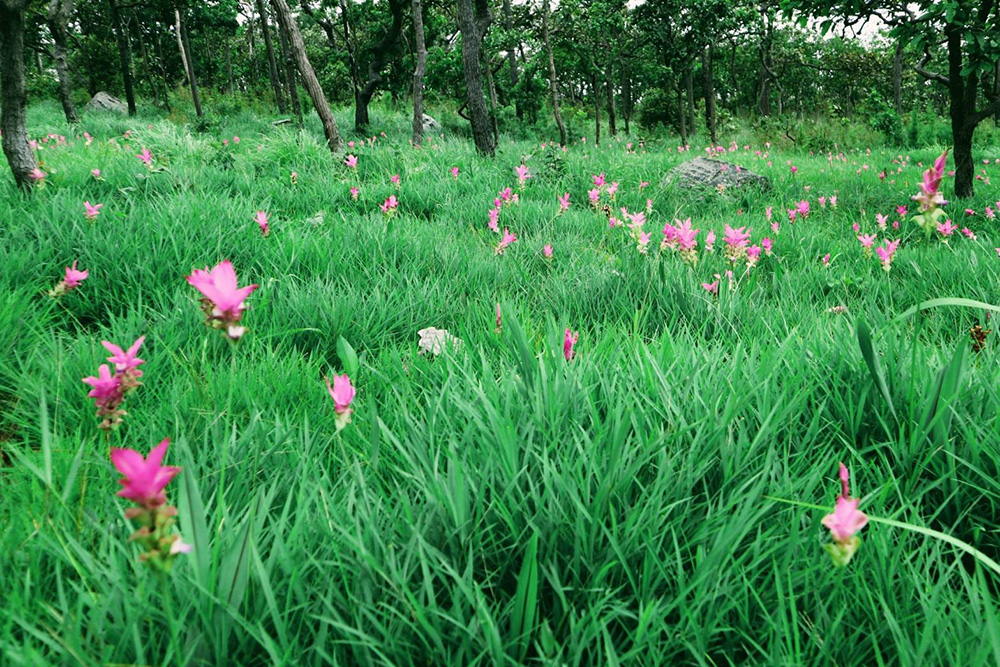 ทุ่งดอกกระเจียว 2566