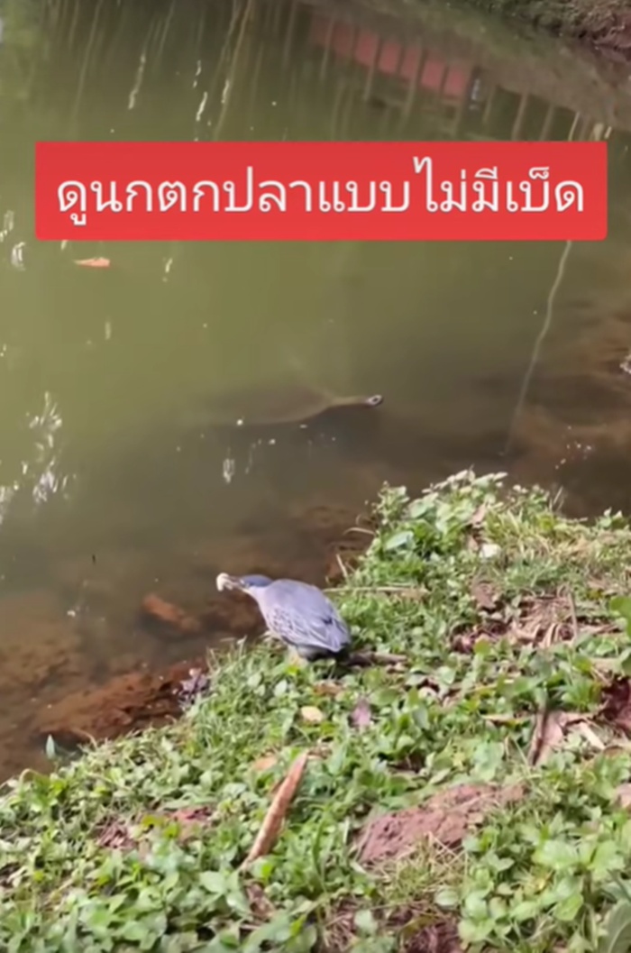 นกจับปลา