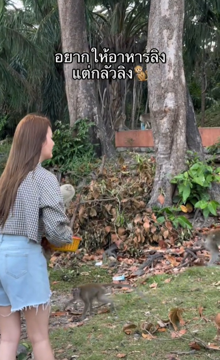 ให้อาหารลิง