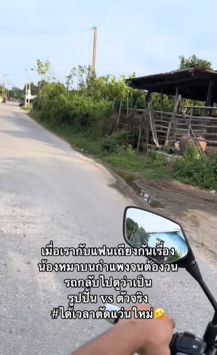 หมาบนกำแพง