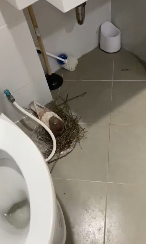 นกวางไข่