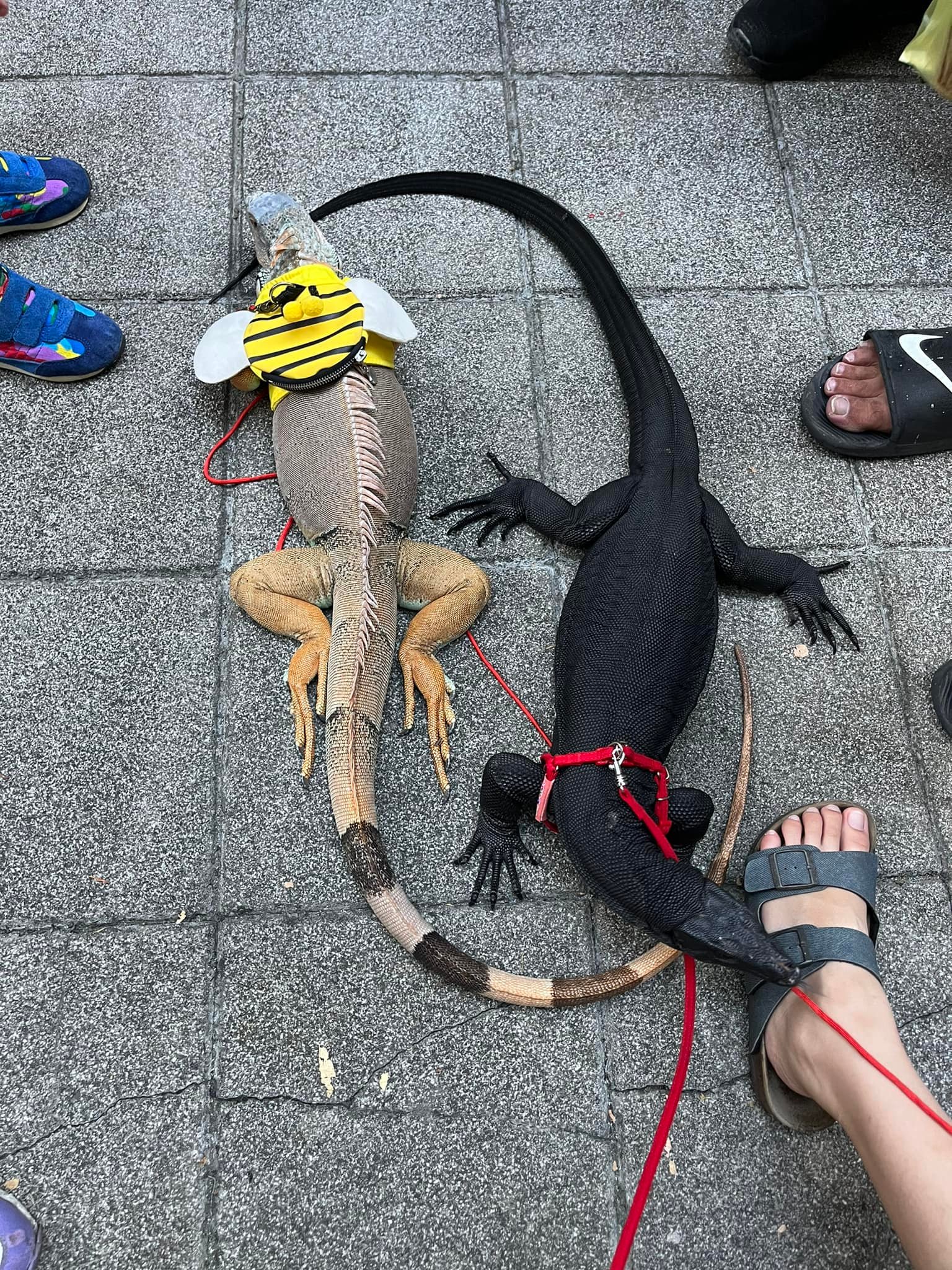 ตัวเงินตัวทอง