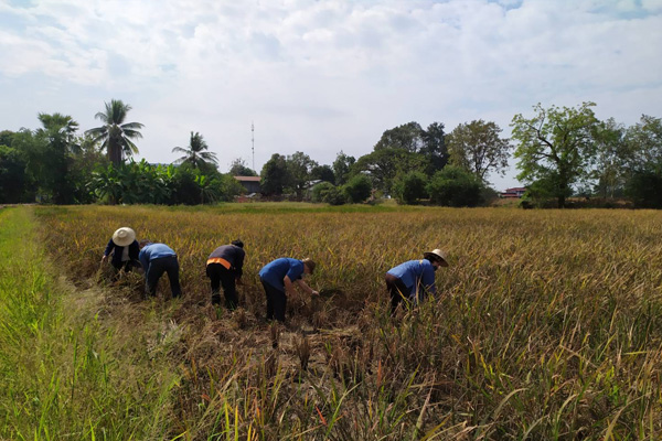 นาข้าวปลอดภัย