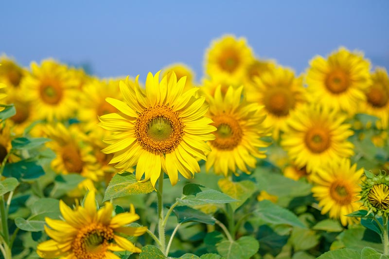 ทุ่งทานตะวัน ลพบุรี