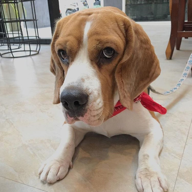 สัตว์เลี้ยงเมมเบอร์วง bnk48