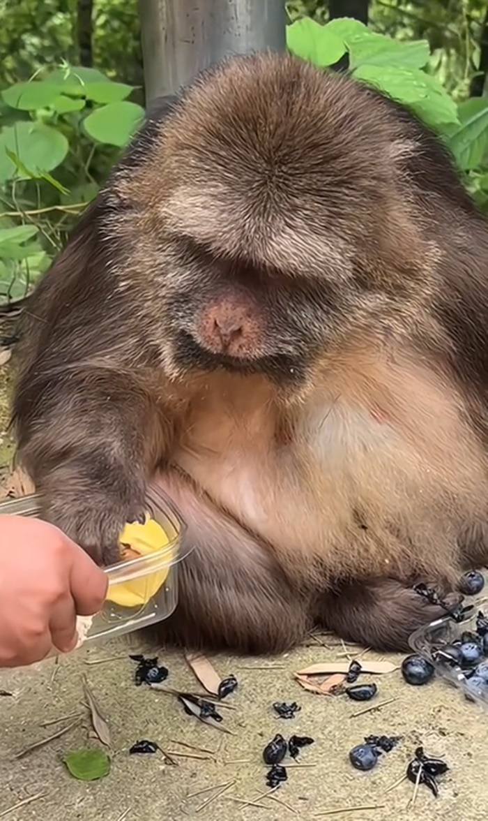 ทุเรียน