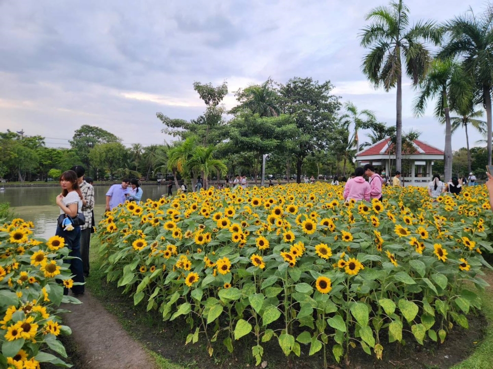 ทุ่งทานตะวัน สวนจตุจักร 2567 บานถึงเมื่อไหร่