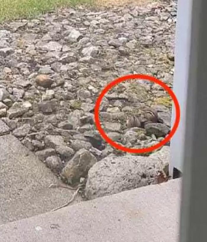 ภาพลวงตา ชิปมังก์