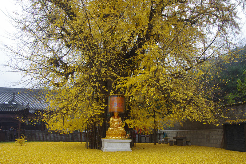 สถานที่ชมต้นแปะก๊วย