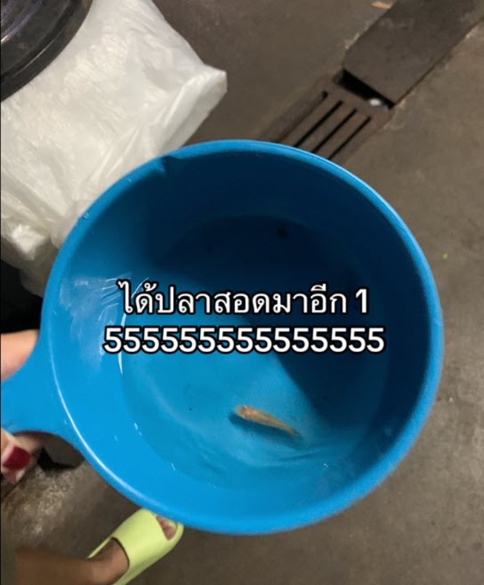 ปลาในท่อ