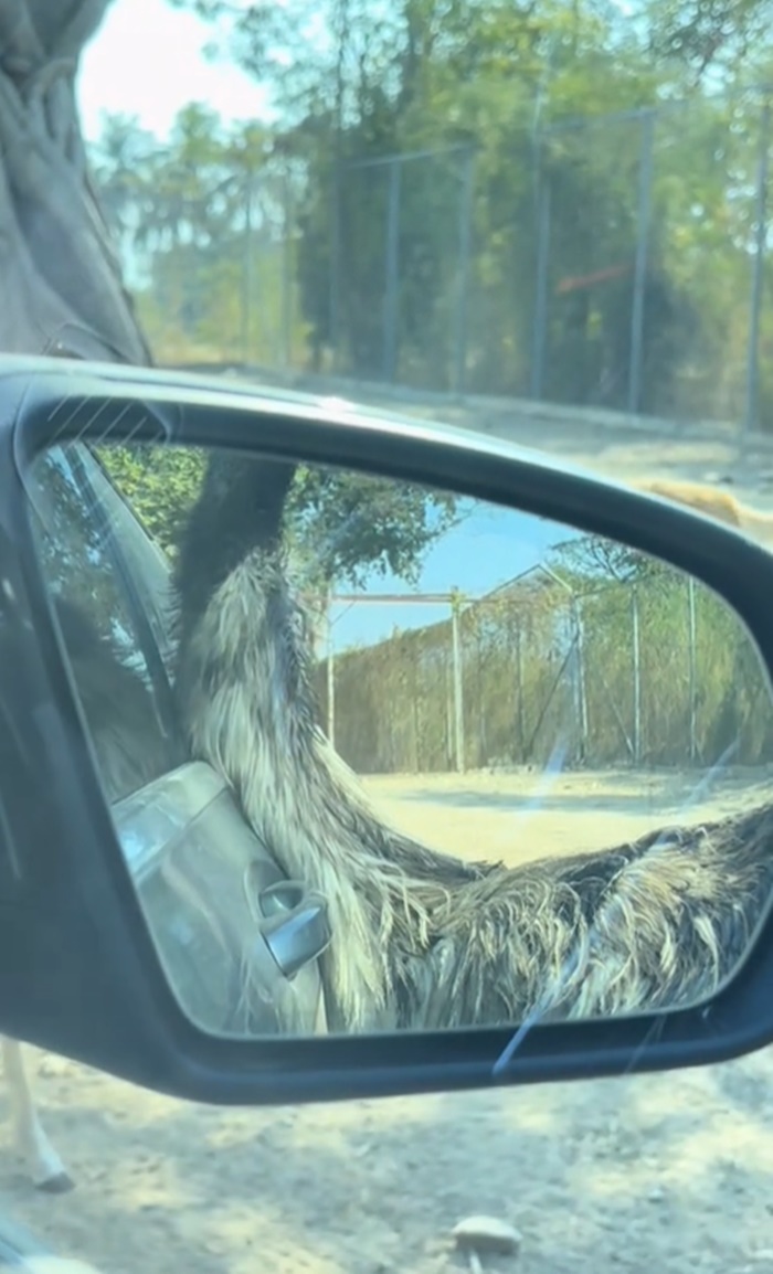 ขับรถดูสัตว์