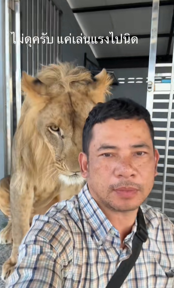 เล่นกับสิงโต