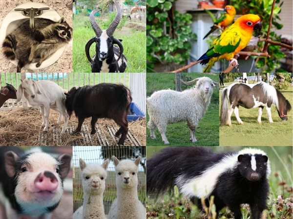 Pet Expo Thailand 2019 ครั้งที่ 19