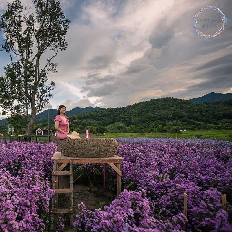 สวนดอกมาร์กาเร็ต เชียงใหม่ 