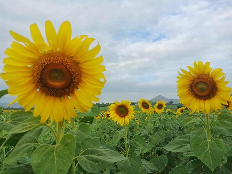 สถานที่ท่องเที่ยวไร่มณีศร ทุ่งทานตะวัน เขาใหญ่
