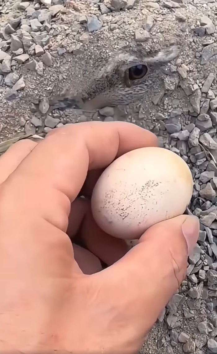 ไข่ปริศนา