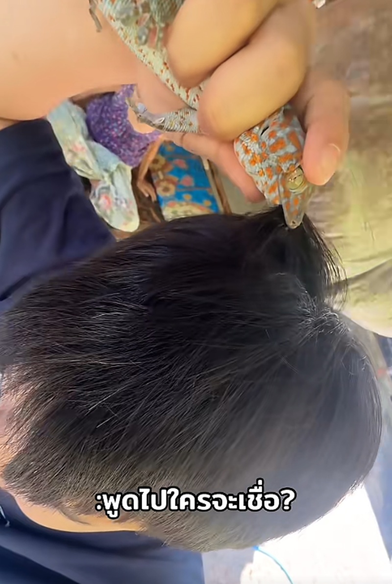 ตุ๊กแกกัด