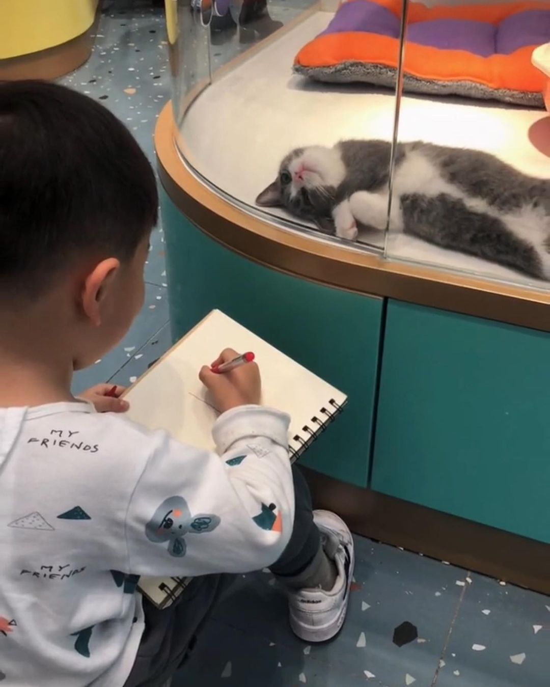 วาดรูปแมว