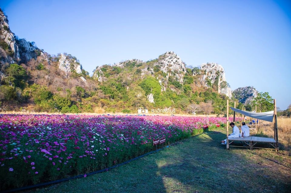 ทุ่งคอสมอส สระบุรี