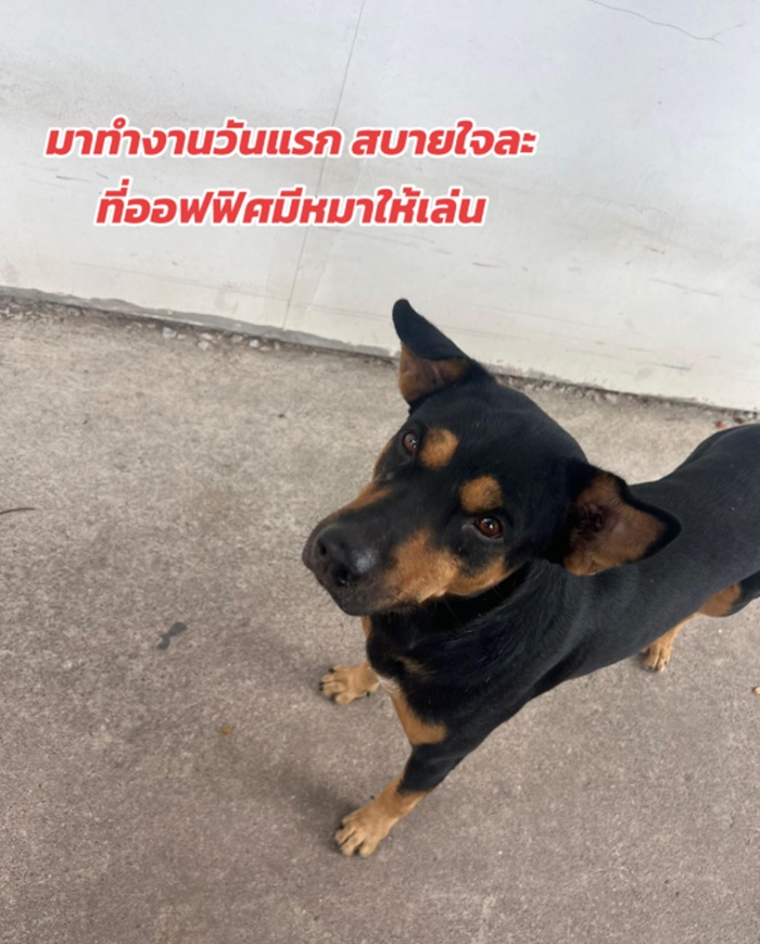 เล่นกับหมา