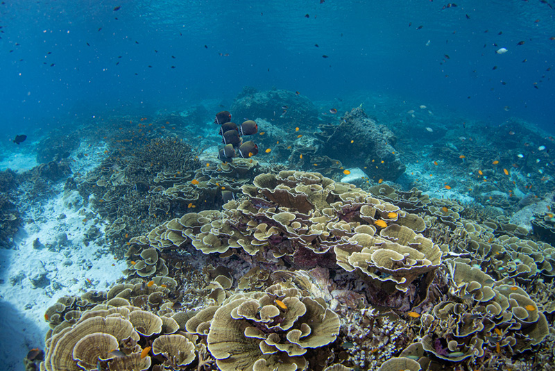 ดำน้ำที่ไหนดี ปี 2568 ? เกาะราชาใหญ่ จังหวัดภูเก็ต