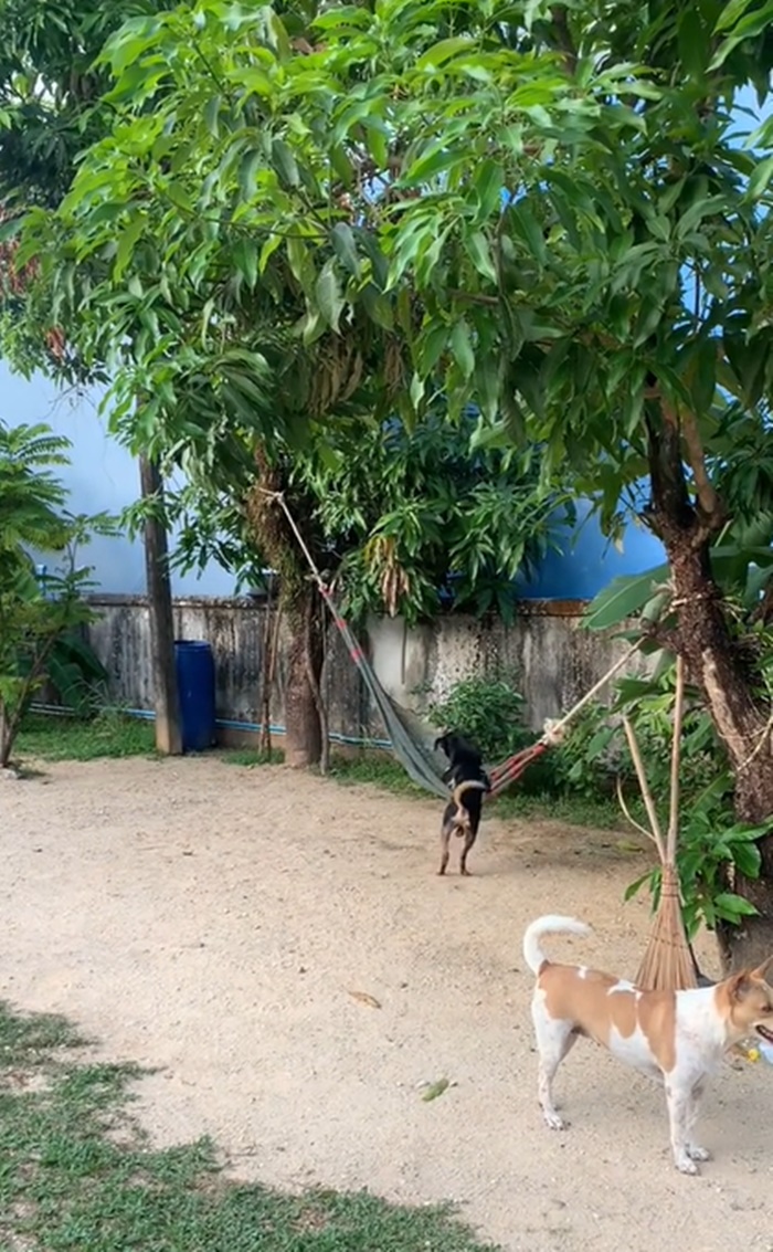 เปลหมา