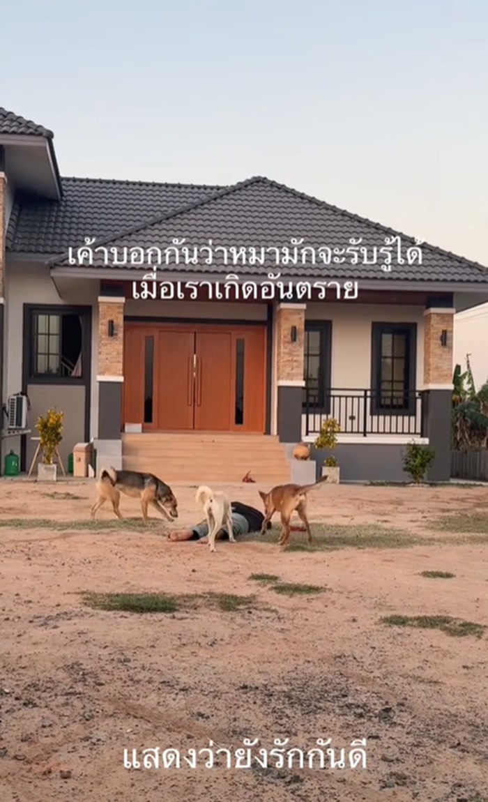 ลองใจหมา